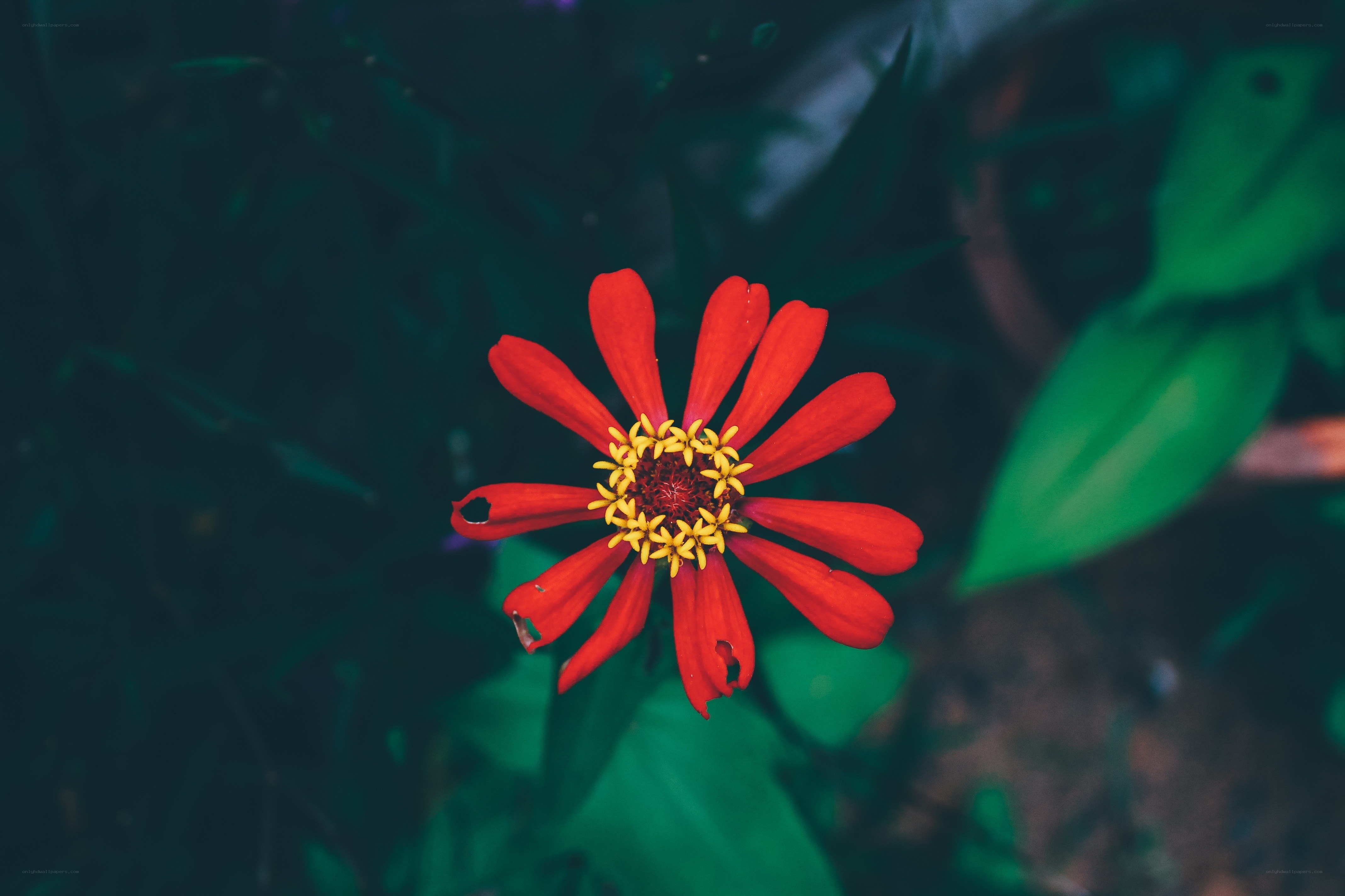 Red flower with yellow center