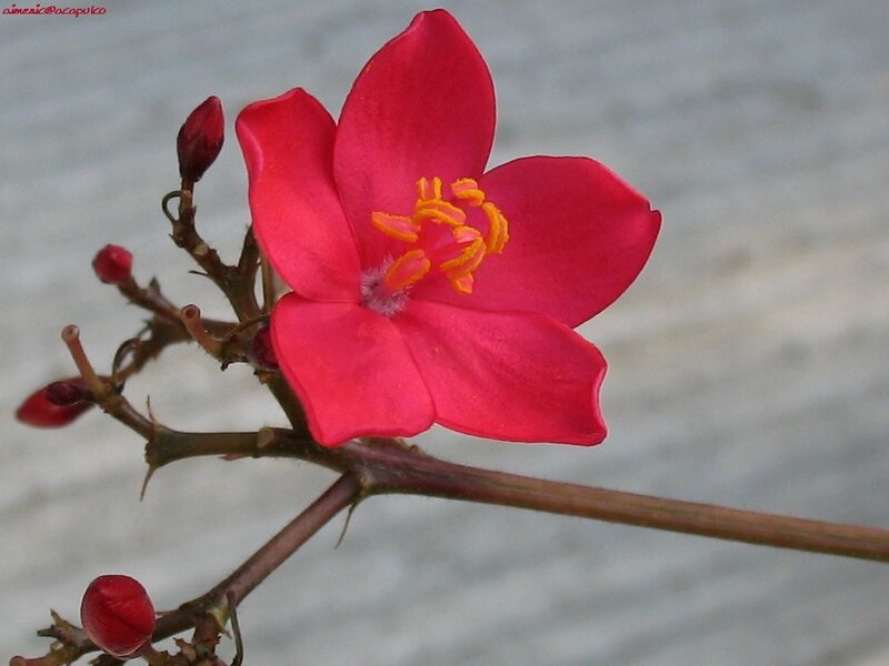 Red Flower with Yellow Stamen — Calm