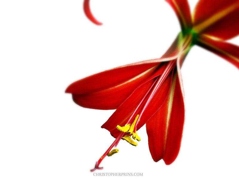Red Flower with Yellow Stamen — Dramatic