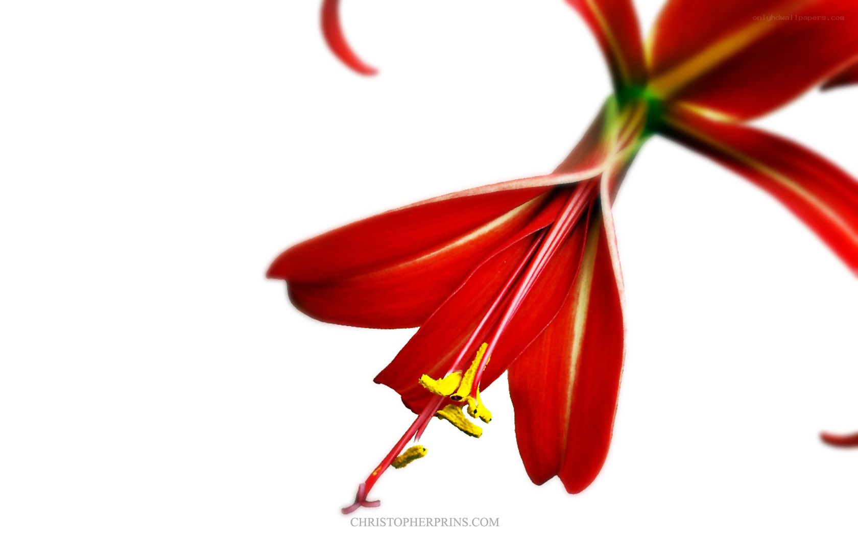 Red flower with yellow stamen