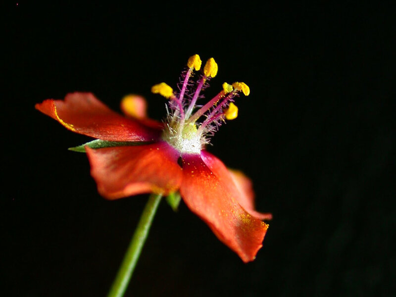 Red Flower with Yellow Stamens