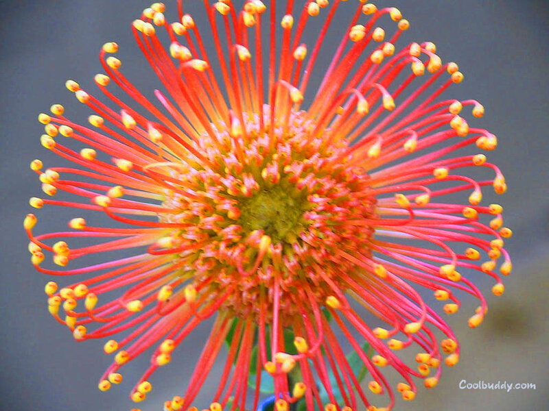 Red flower with yellow tips