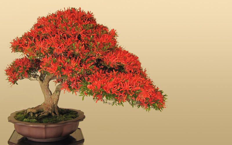 Red-flowered bonsai tree