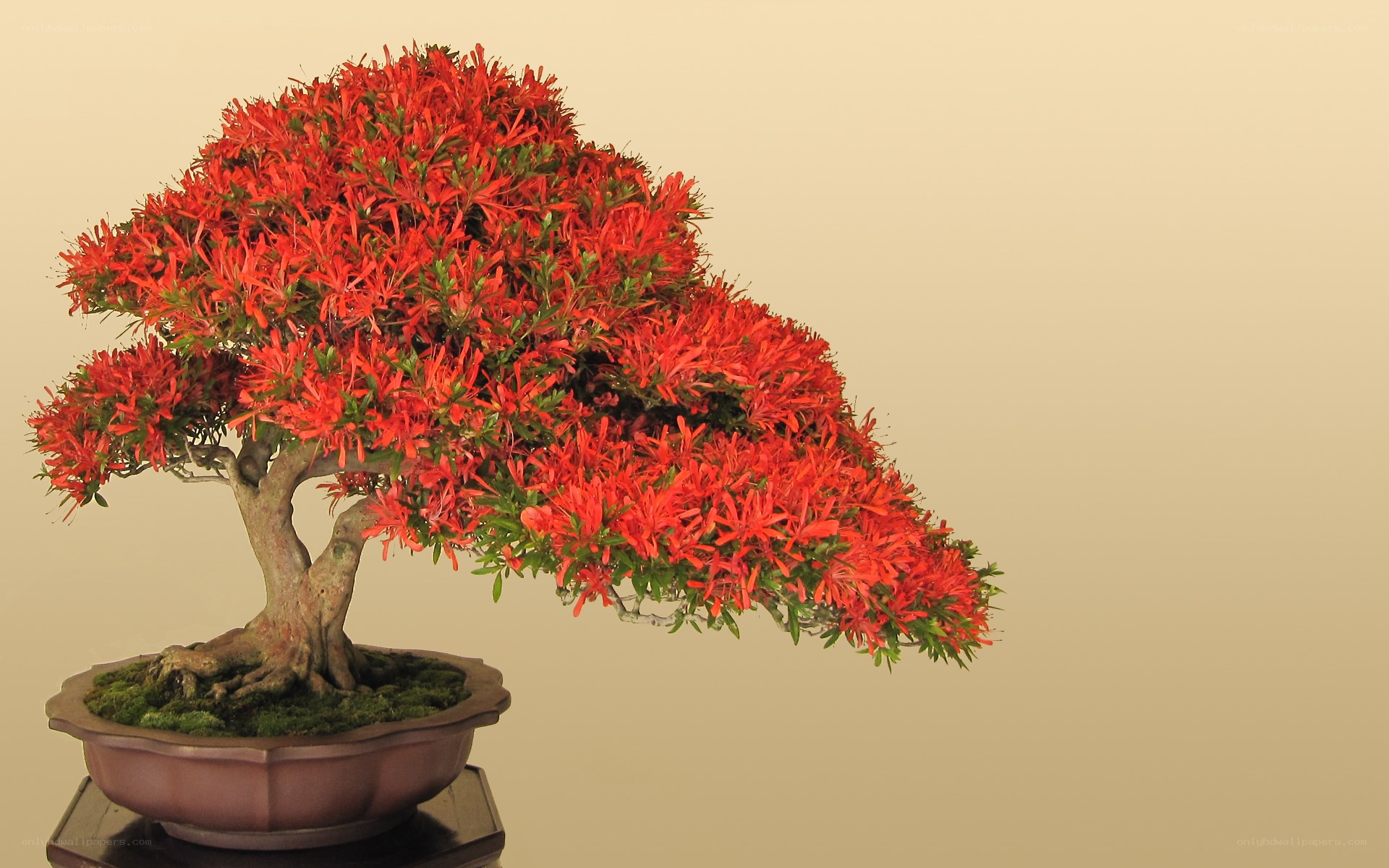 Red-flowered bonsai tree