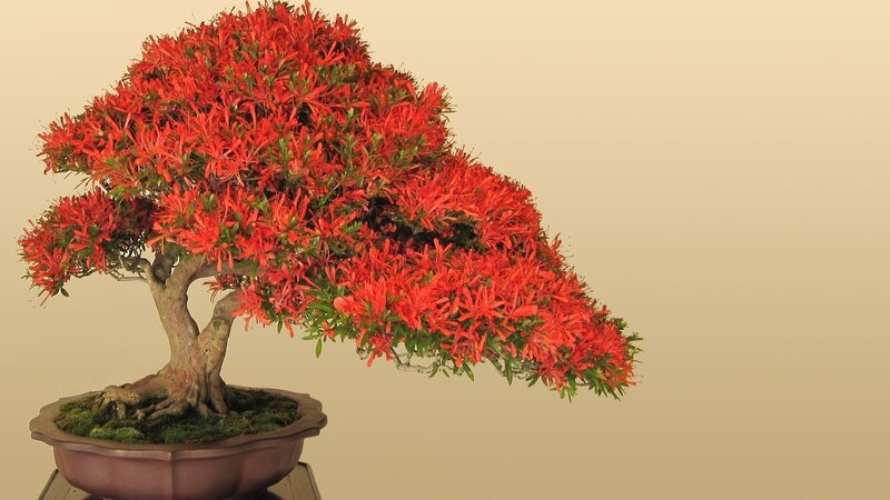 Red-flowered Bonsai Tree — Red