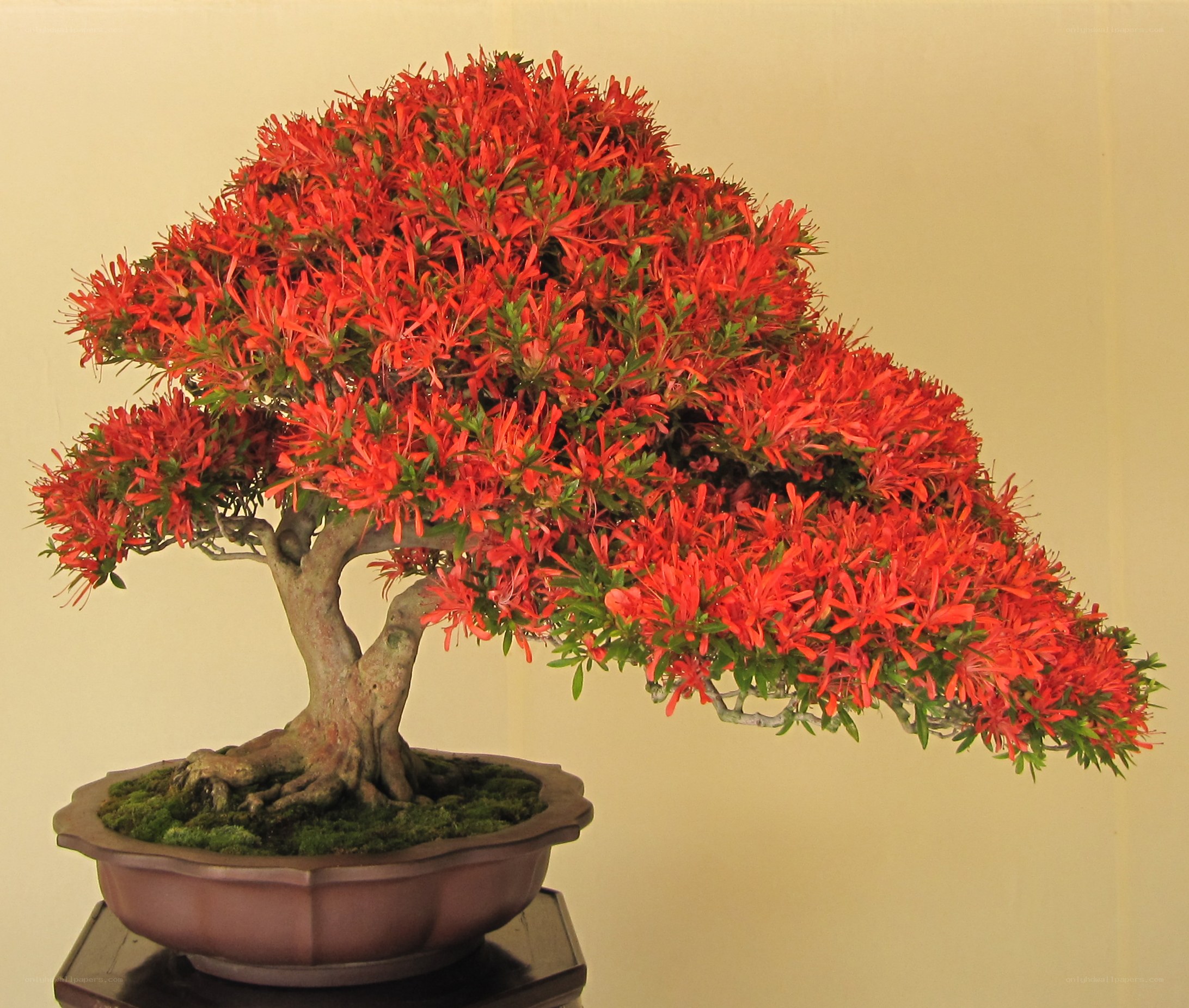 Red-flowered bonsai tree