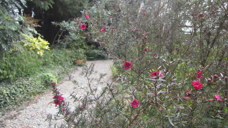 Red-flowered Bush — Green, Serene