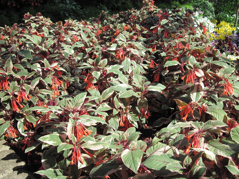 Red-flowered Bush — Green