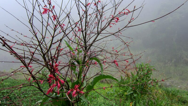 Red-flowered Bush in Fog