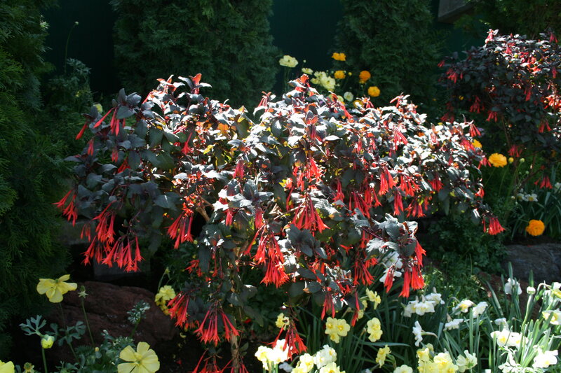 Red-flowered Bush in Garden