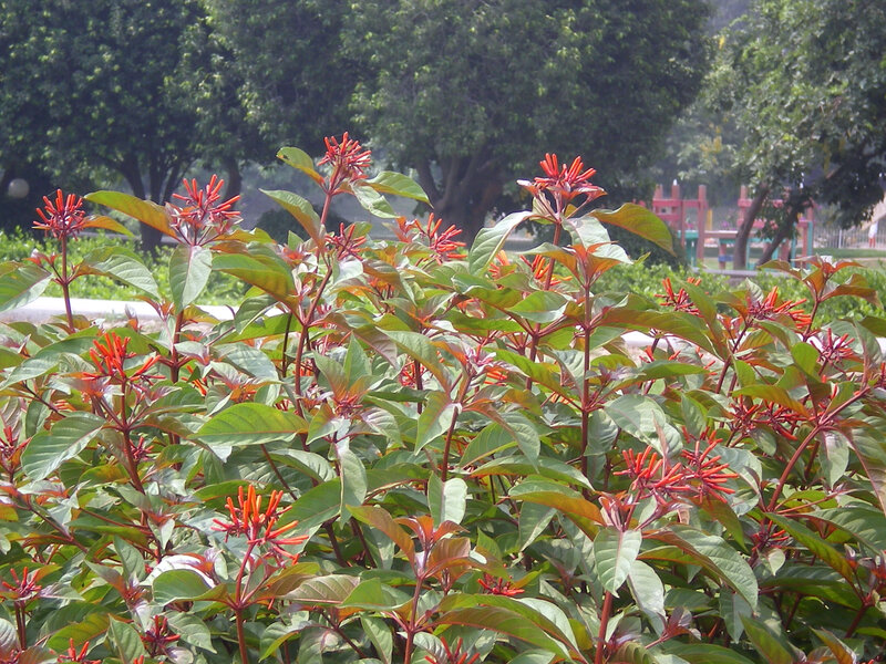 Red-flowered bush in park