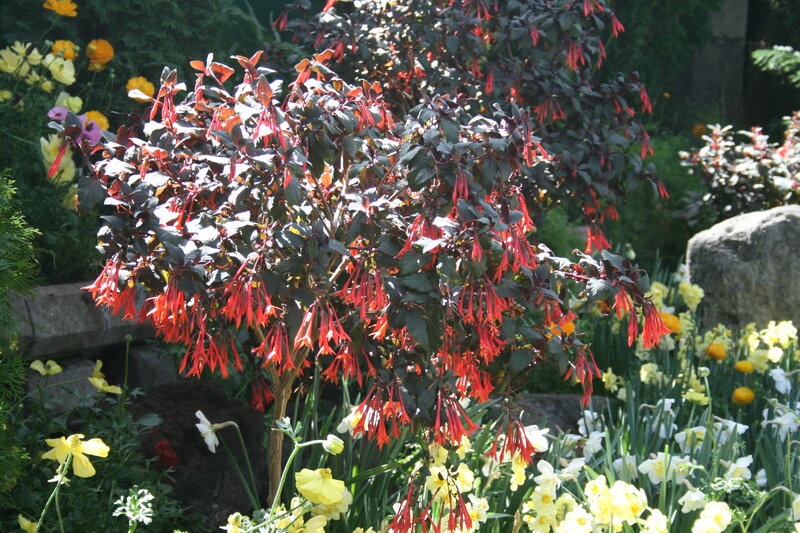 Red-flowered Bush — Red