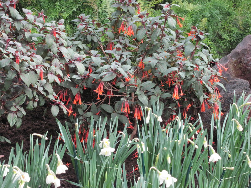 Red-flowered Bush with Daffodils