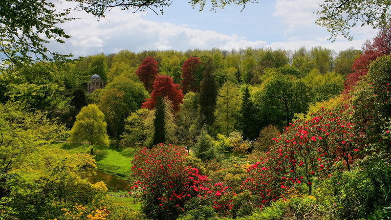 Red-flowered Bushes in Garden