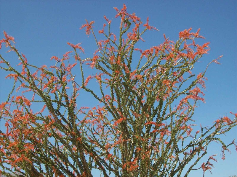 Red-flowered desert plant