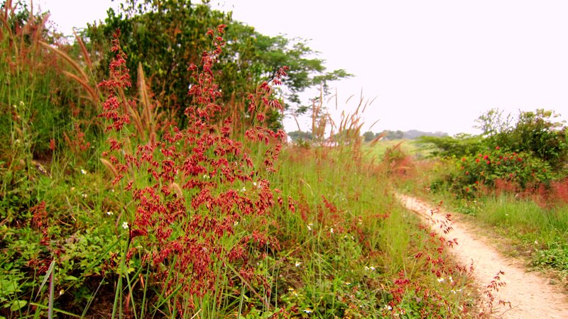 Red-flowered Grasses on Path