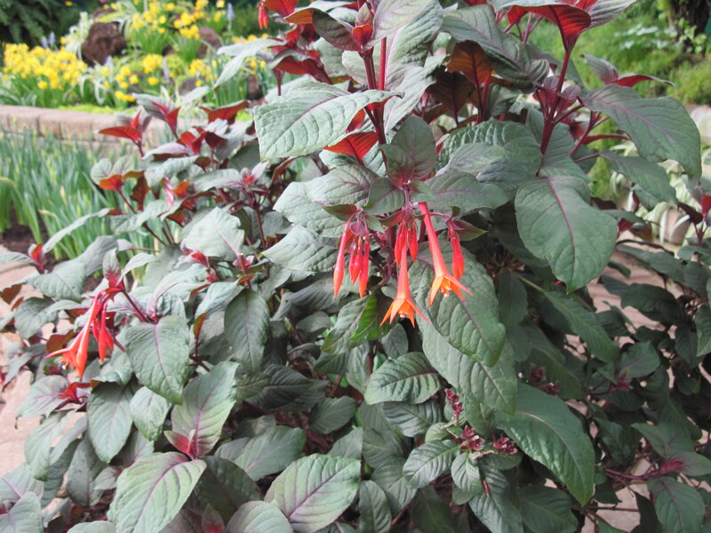 Red-flowered Plant — Green, Calm