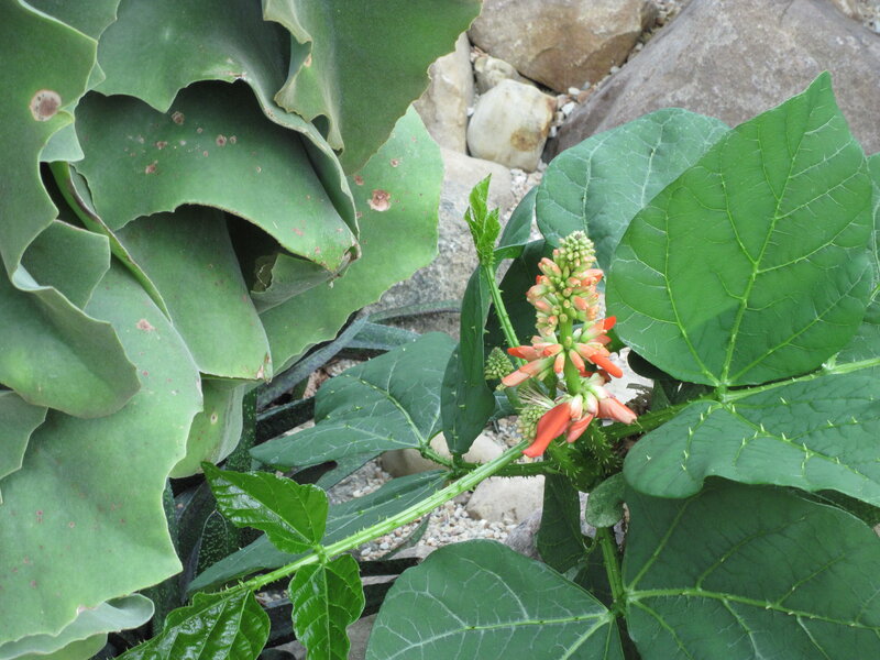 Red-flowered Plant — Green