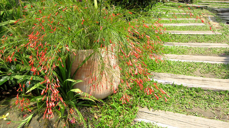 Red-flowered Plant in Pot