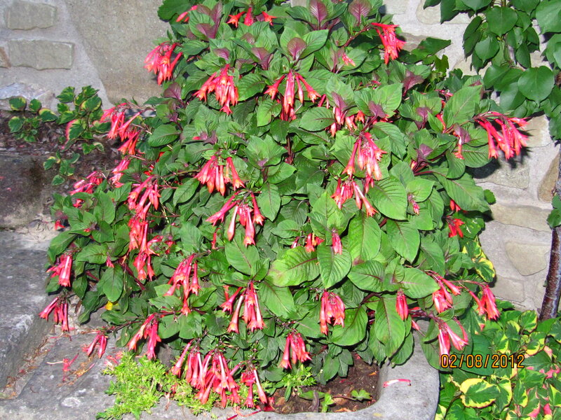 Red-flowered Plant