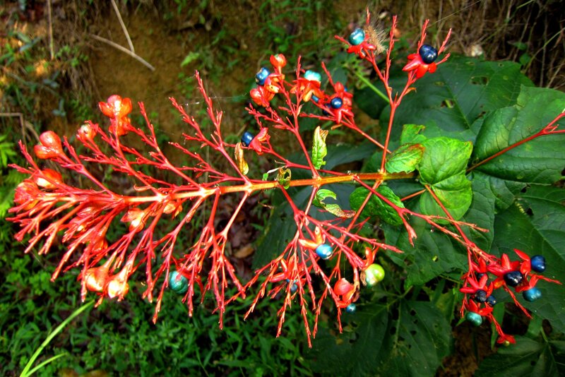 Red-flowered Plant with Berries