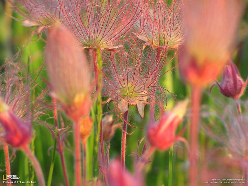 Red-flowered plants in a field