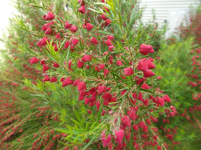 Red-flowered Shrub — Red