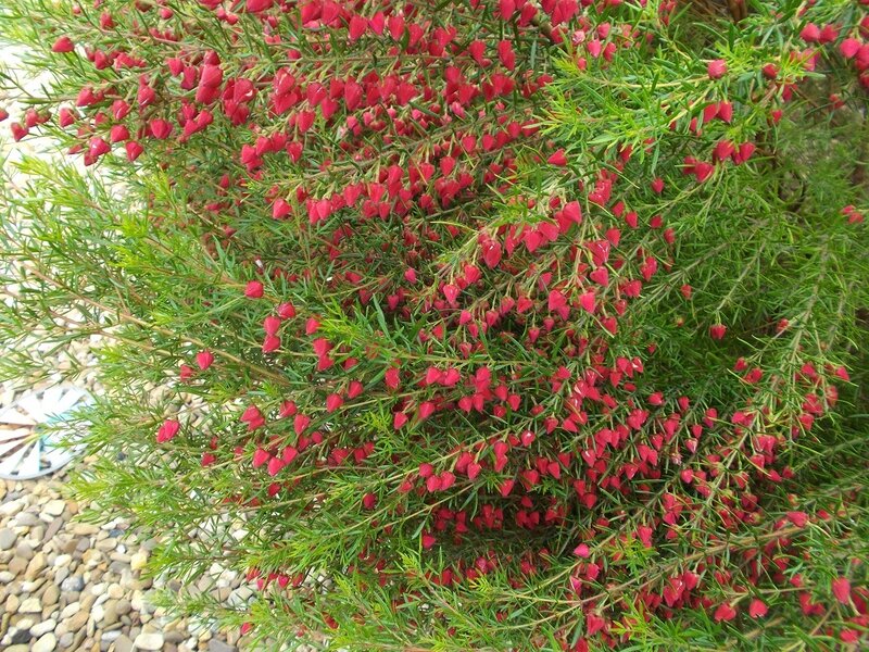 Red-flowered Shrub