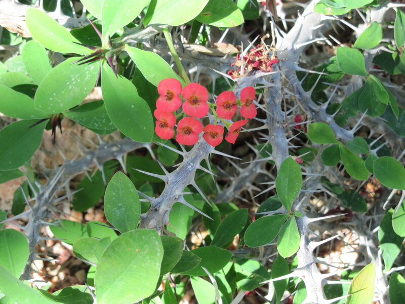 Red-flowered Succulent Plant