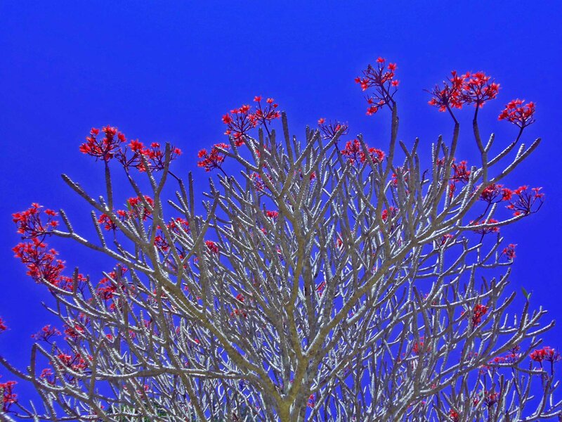 Red-flowered Tree — Blue