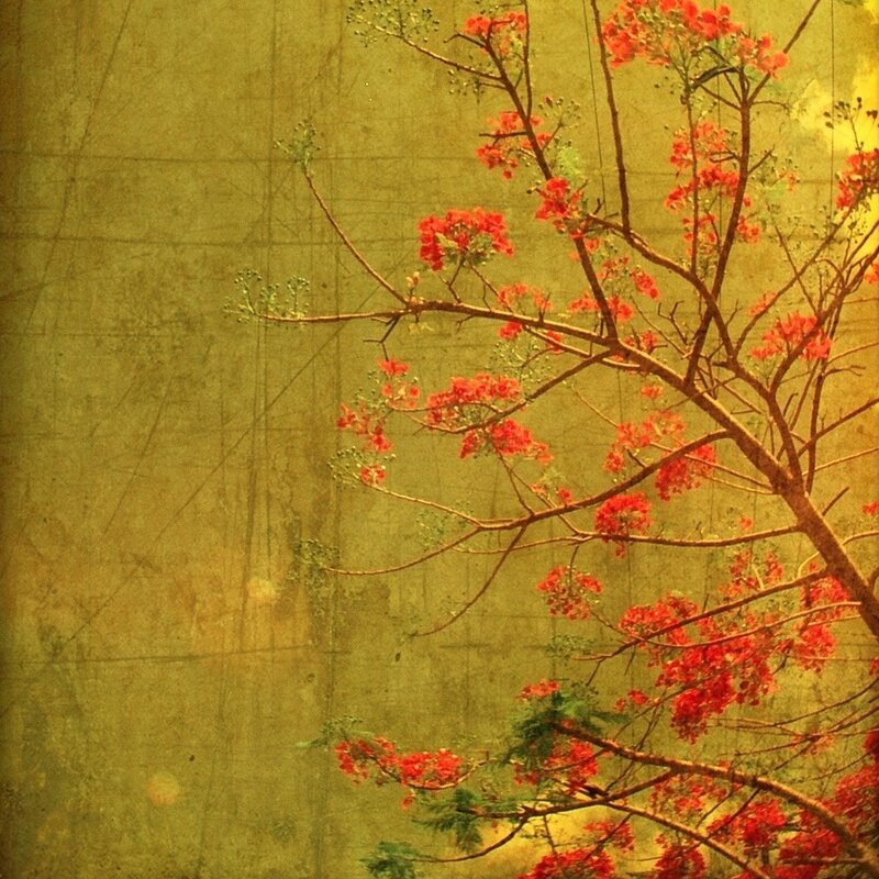 Red-flowered Tree Branch