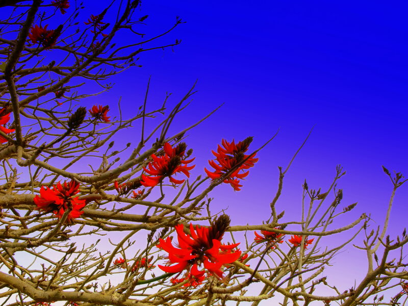 Red-flowered Tree Branches