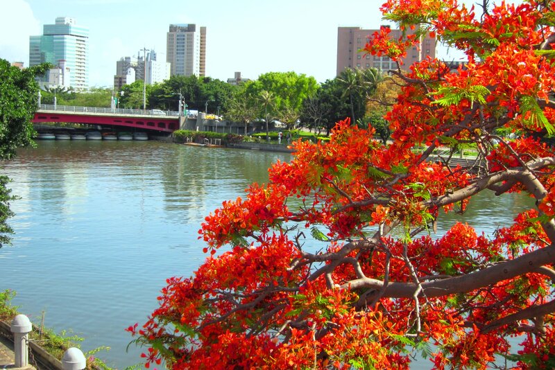 Red-flowered Tree by River — Red