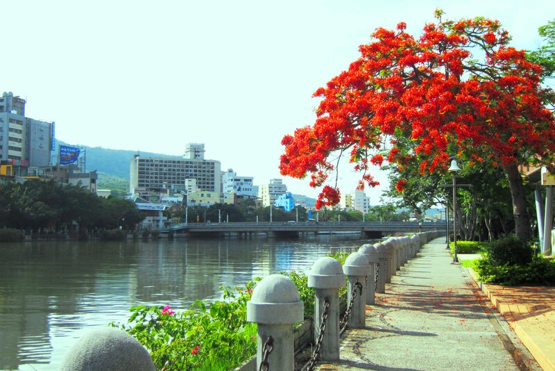 Red-flowered Tree by River