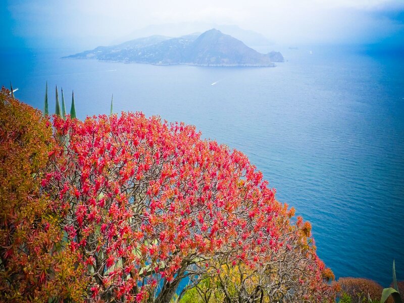 Red-flowered Tree by Sea