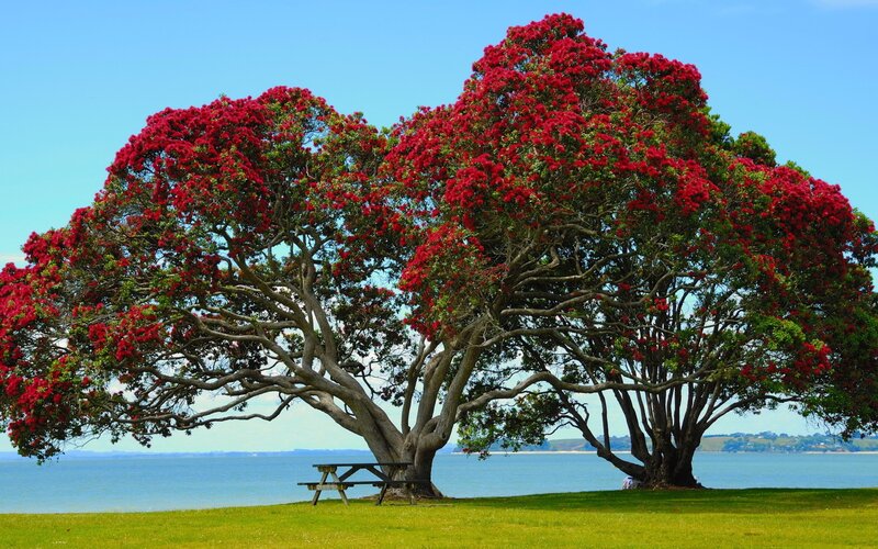 Red-flowered tree by the water