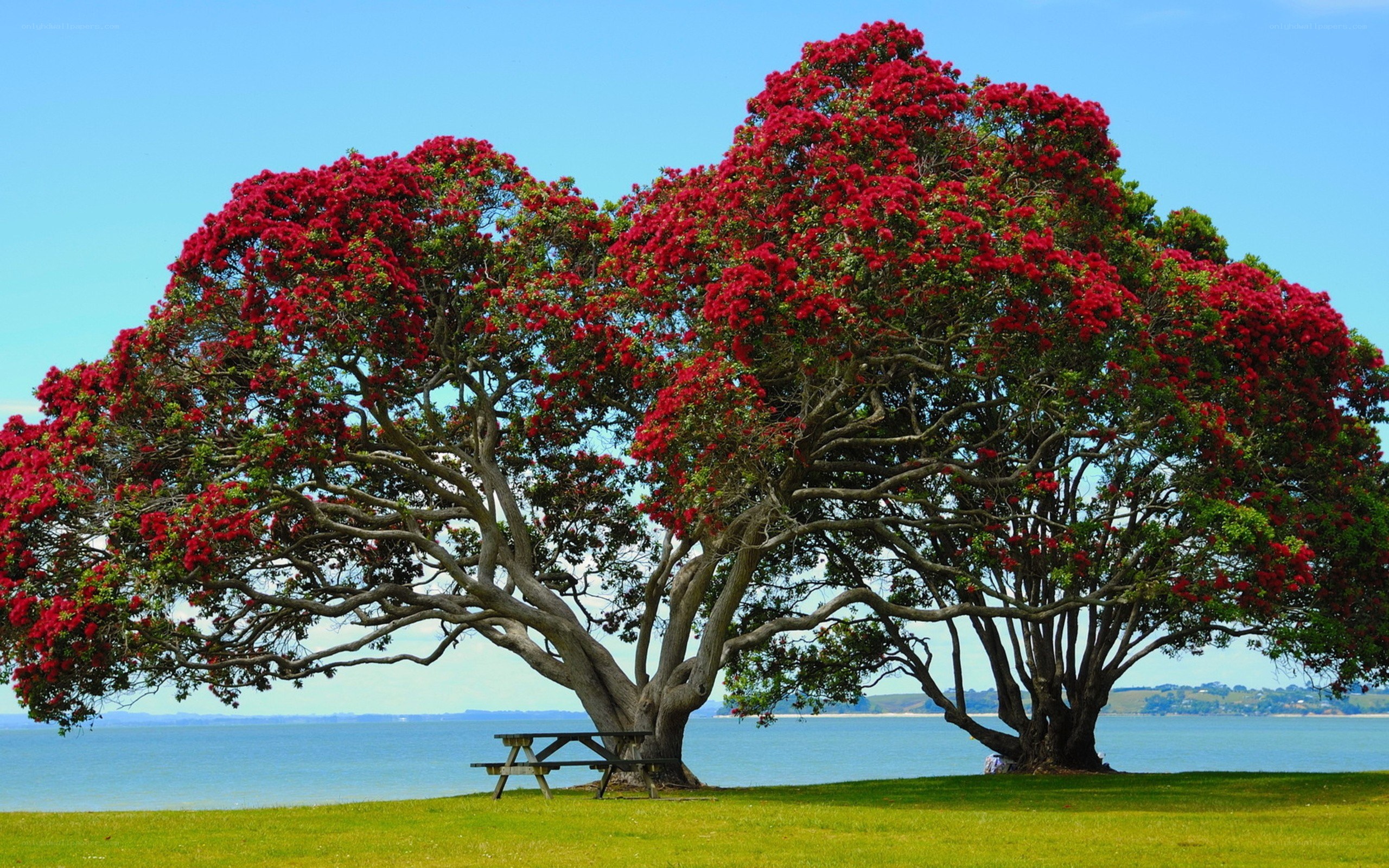 Red-flowered tree by the water