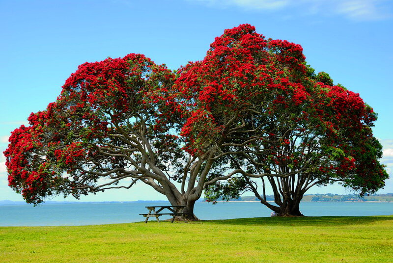 Red-flowered Tree — Green, Serene, Afternoon