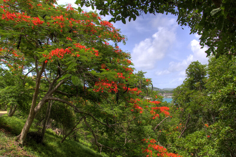 Red-flowered Tree — Green