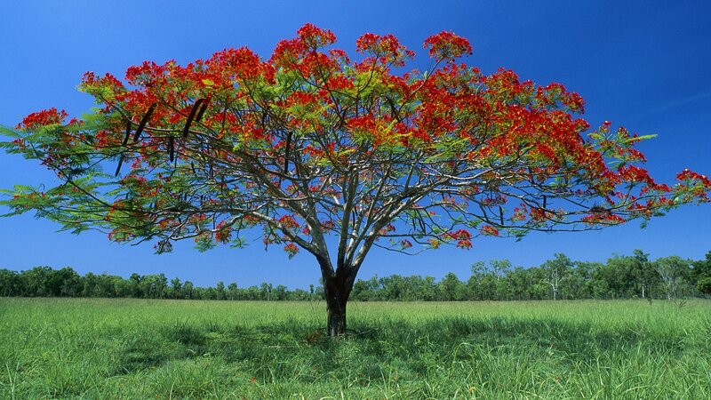 Red-flowered tree in a field