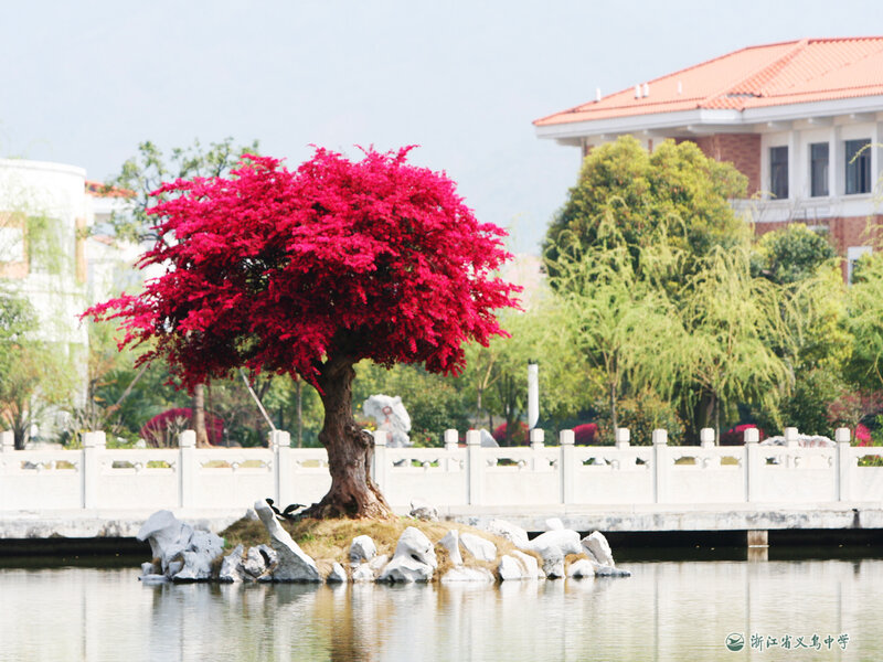 Red-flowered tree in a pond