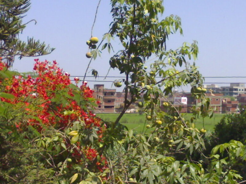 Red-flowered Tree in Foreground