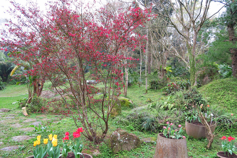 Red-flowered Tree in Garden