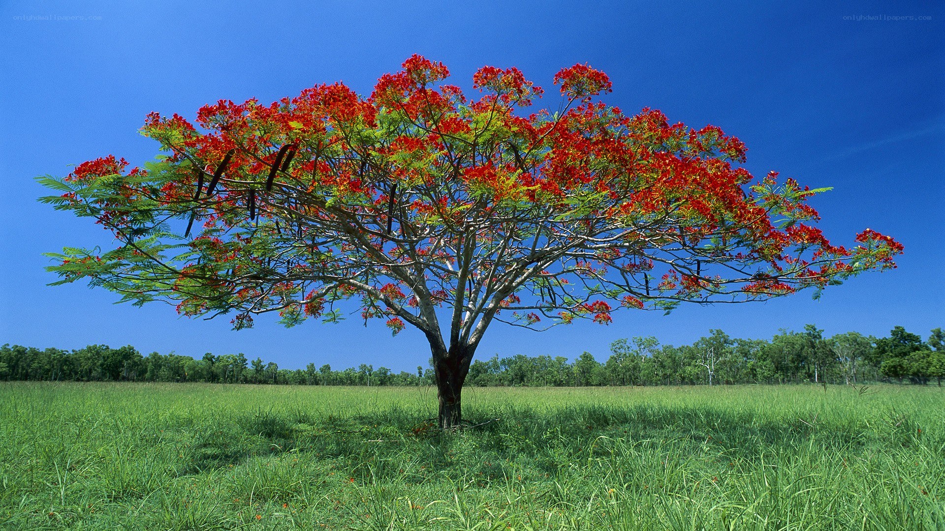 Red-flowered tree in green field