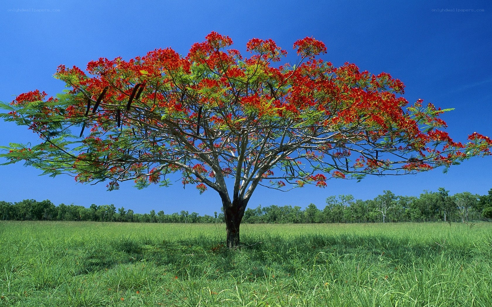 Red-flowered tree in green field