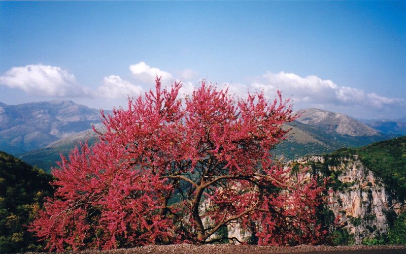 Red-flowered tree in mountain landscape