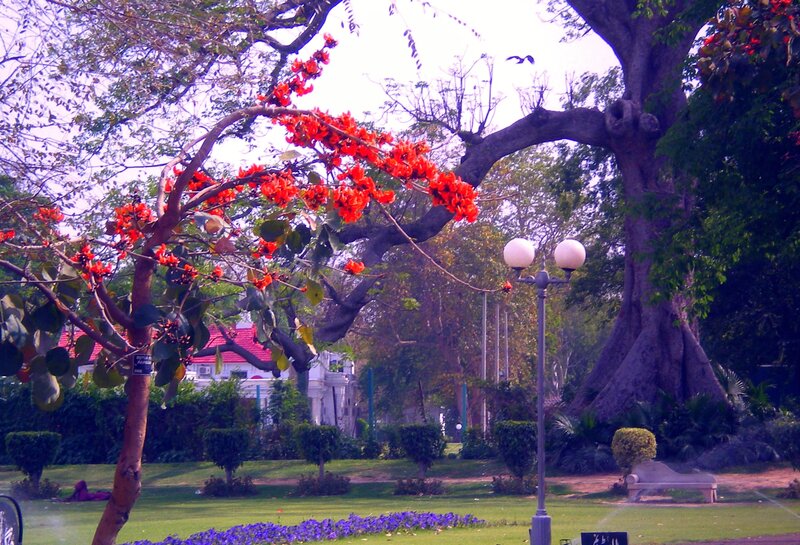 Red-flowered Tree in Park