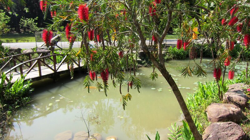 Red-flowered Tree over Pond — Green