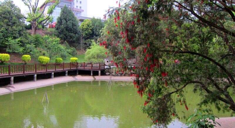 Red-flowered Tree over Pond