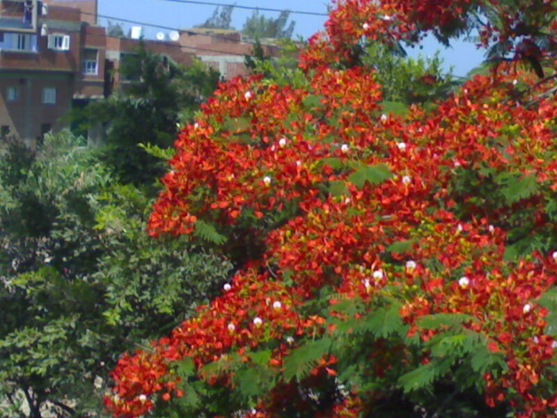 Red-flowered Tree — Red, Calm, Afternoon